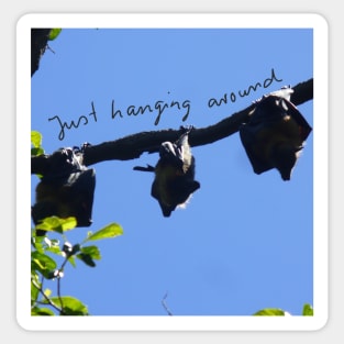 Bats Just Hanging Around Sticker